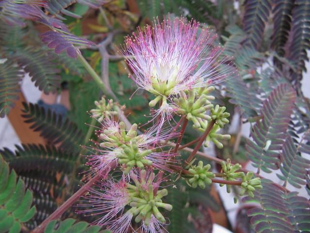 The brown-pink stem, covered with beautiful green buds and white-pink-yellow flowers.
