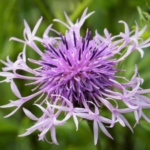 Purple flowers with dark-anthers on a green stem and green blurry leaves.