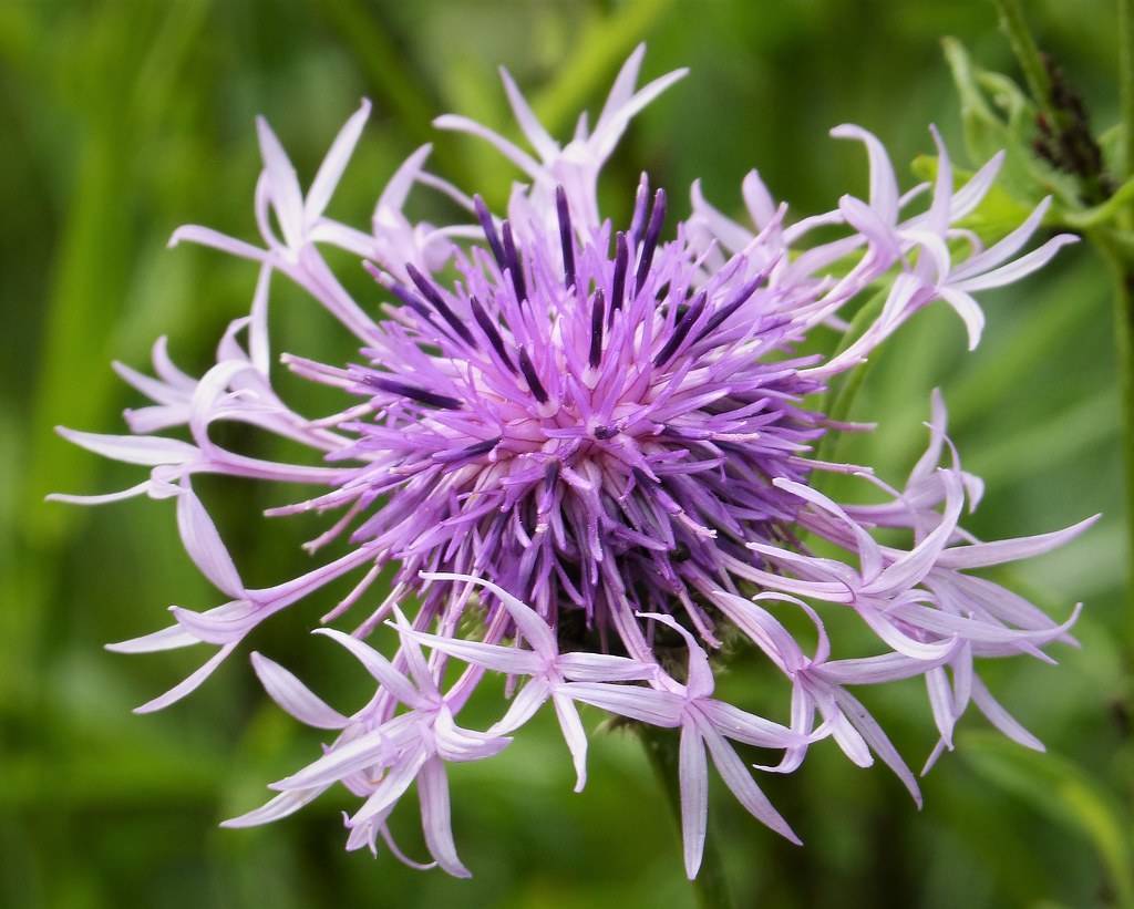 Purple flowers with dark-anthers on a green stem and green blurry leaves.