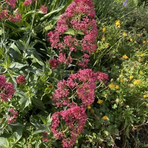 Red flowers, pink-red petals on green stem amidst green foliage