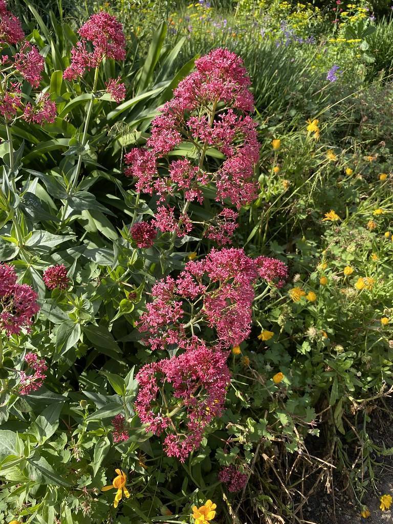 Red flowers, pink-red petals on  green stem amidst green foliage