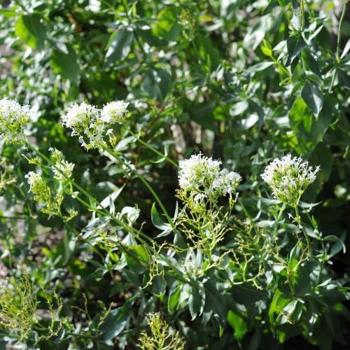 White flowers with yellow-green sepals and petioles with bottle-green leaves on green stems