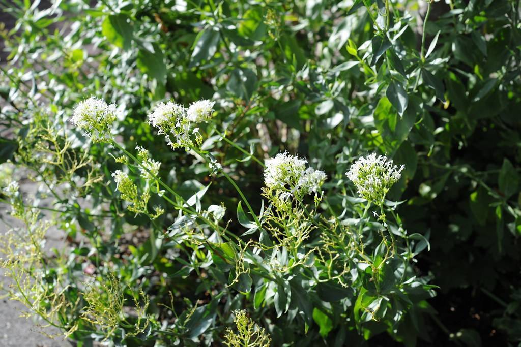 White flowers with yellow-green sepals and petioles with bottle-green leaves on green stems 