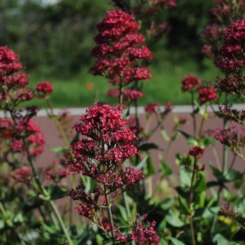 Red flowers and green leaves on dark-green petioles and stems