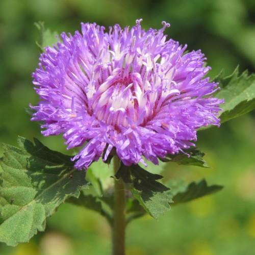 Purple flower with purple stigma and style, purple-white stamen, lime stems, green leaves, yellow midrib and veins.