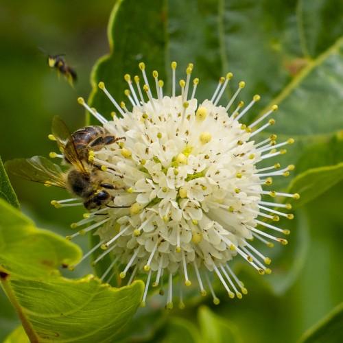 Off-white flower with style, yellow buds and stigma, lime sepals and leaves, yellow midrib, veins, and blades.
