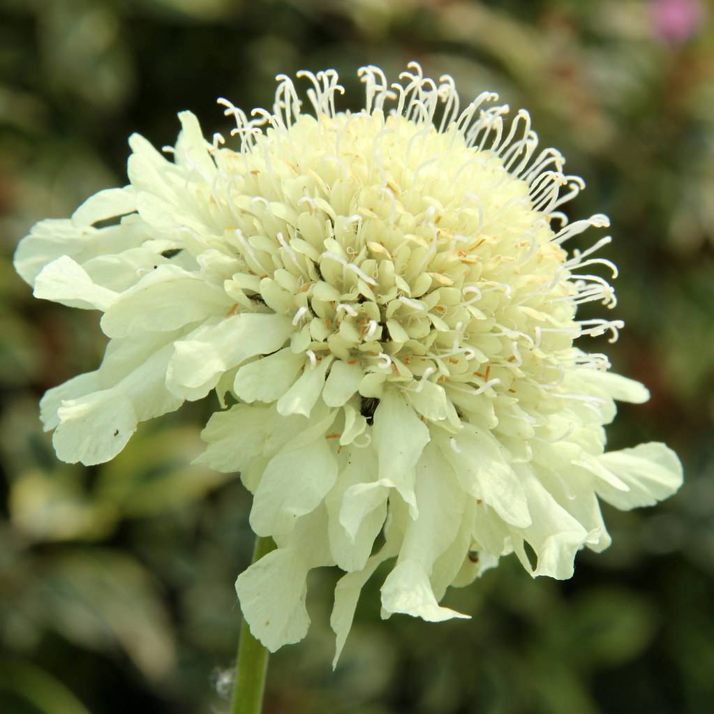 a creamy-white flower with a creamy-white center and creamy-white filaments and anthers on a lime-green stem
