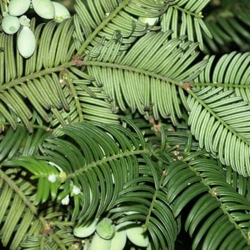 Green needle-like leaves and light-green fruits on light-green stems