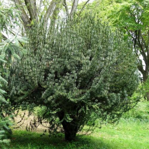 Green foliage with lime branches.