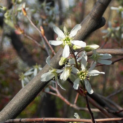 white flower on the light brown stem. A brown branch can also be seen in the background.