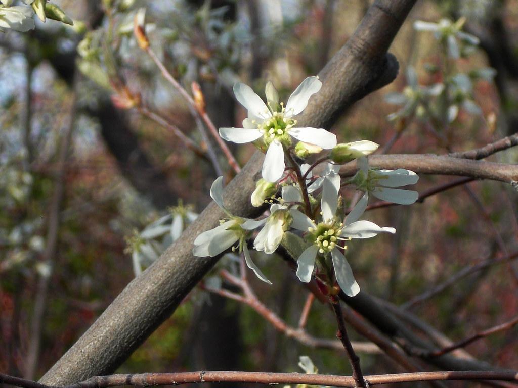 white flower on the light brown stem. A brown branch can also be seen in the background.
