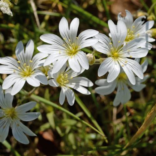 White flowers with yellow center, yellow filaments and yellow anthers on lime-green stems