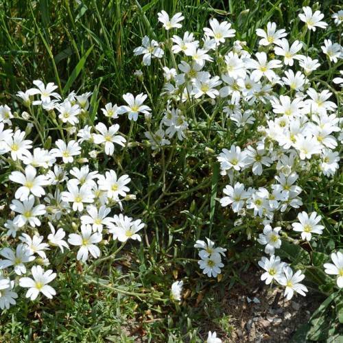 White flowers with yellow center and yellow stamens, green stems, and green leaves