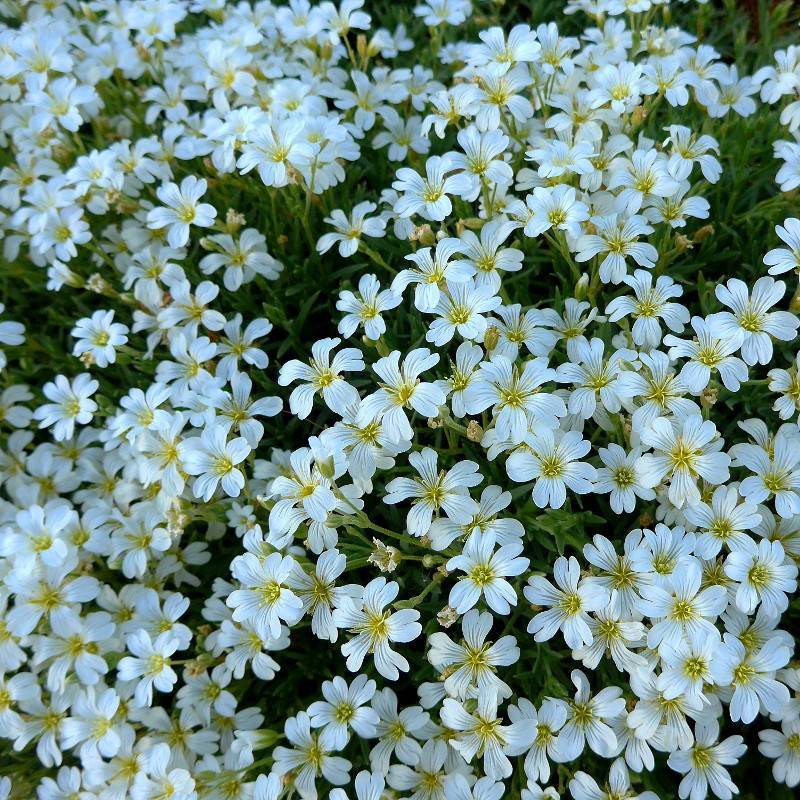 White flowers with yellow center, yellow filaments and anthers, lime-green stems, and green leaves