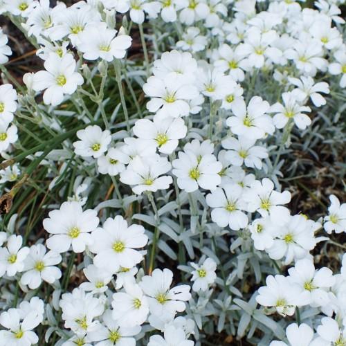 White flower with lime center, yellow stamen, stigma and style. green-silver leaves and stems.