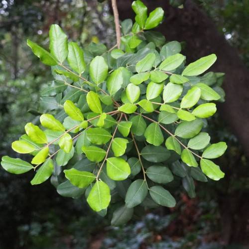 Lime-green leaves with yellow veins on light-brown twigs and a light-brown branch