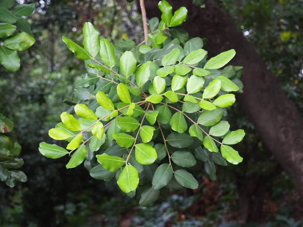 Lime-green leaves with yellow veins on light-brown twigs and a light-brown branch