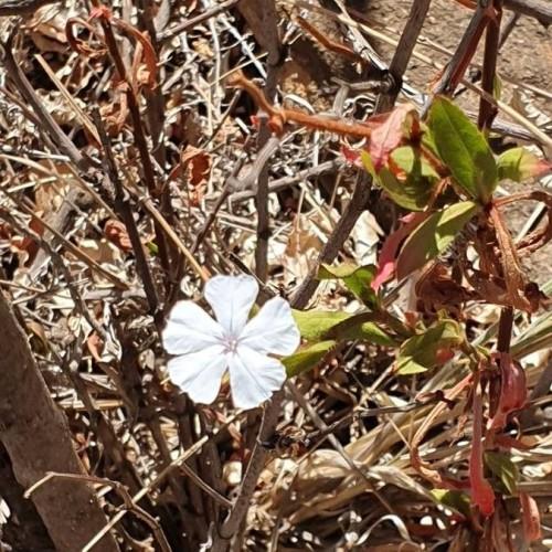 White flower with brown stem and lime-red flowers.