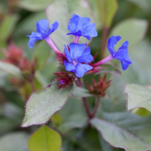 Blue flowers with stamen, lavender center, burgundy buds and stems, purple blades, green-white leaves, light-burgundy midrib.