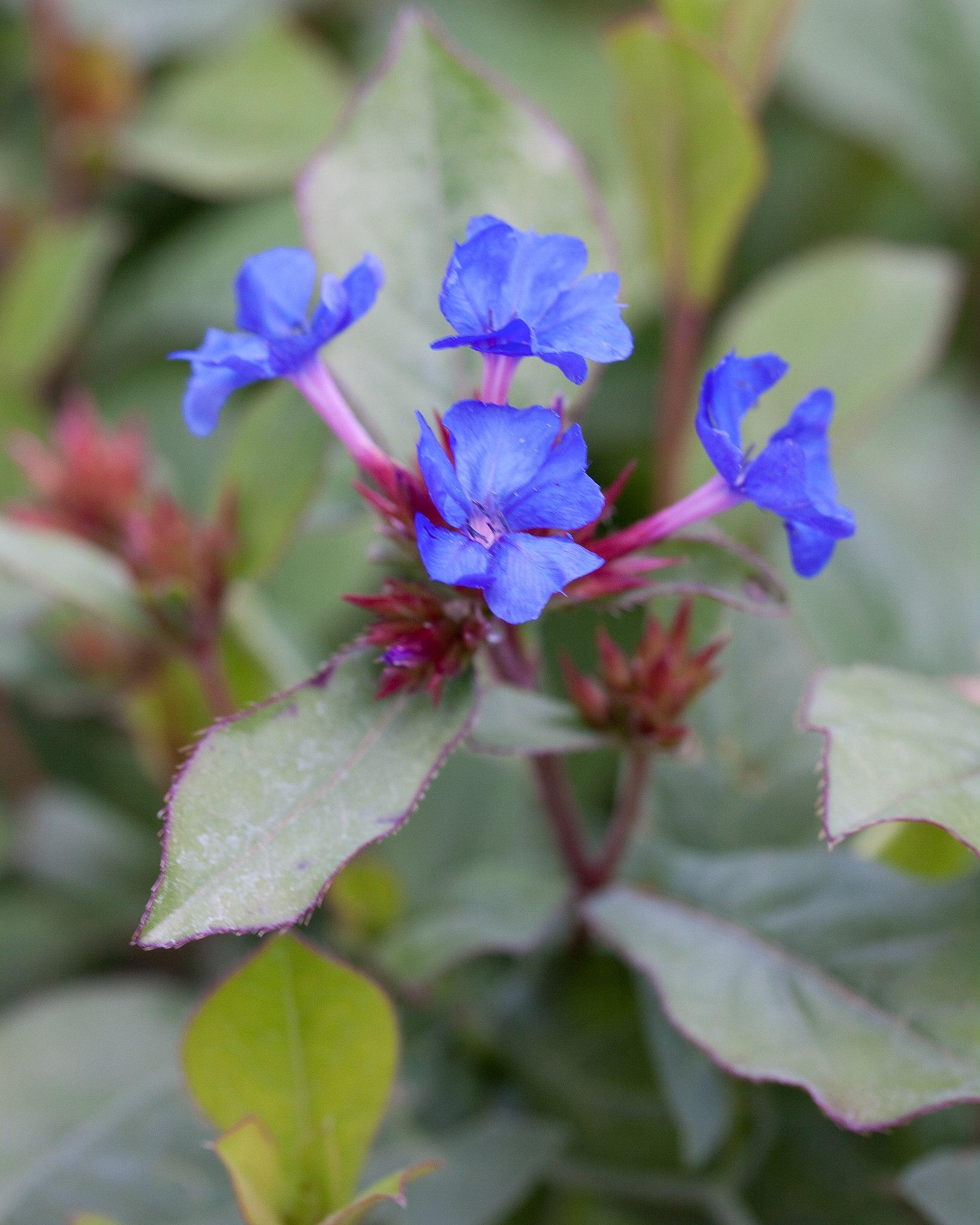 Blue flowers with stamen, lavender center, burgundy buds and stems, purple blades, green-white leaves, light-burgundy midrib.