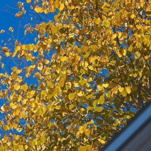 Orange-yellow leaves on dark-brown twigs and branches