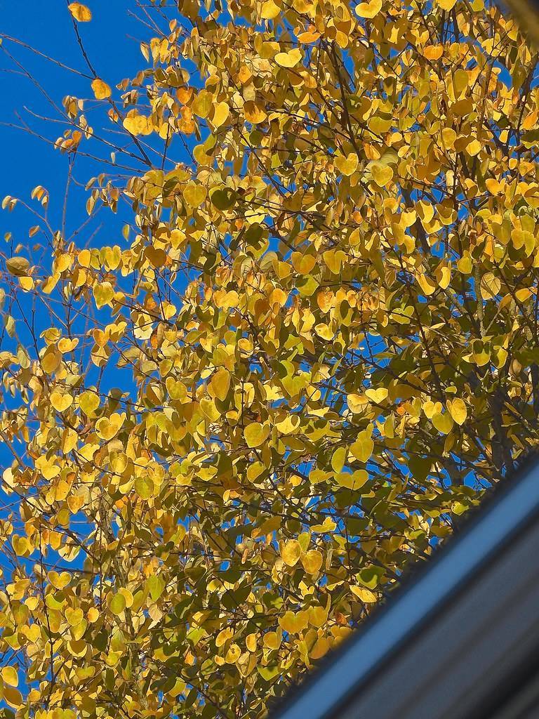 
Orange-yellow leaves on dark-brown twigs and branches 