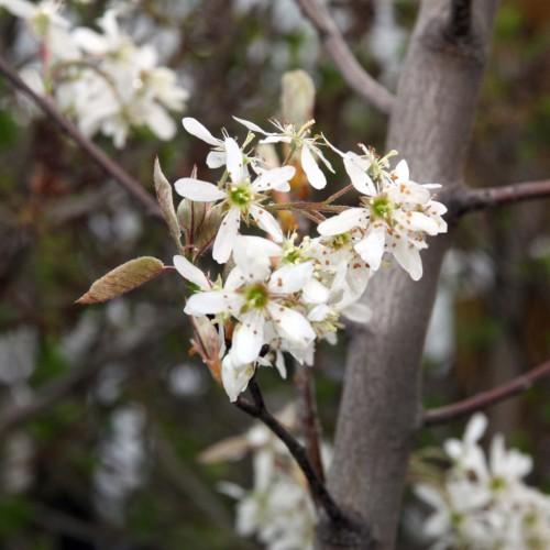 white flowers with lime-green center, beige-brown leaves on dark-brown branches