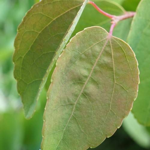 Pink-green leaves with pink-green midribs and light-green veins on pink petioles