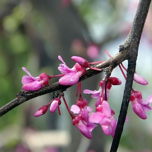 Magenta-white flowers with buds, maroon sepal and pedicel, and brown branches.