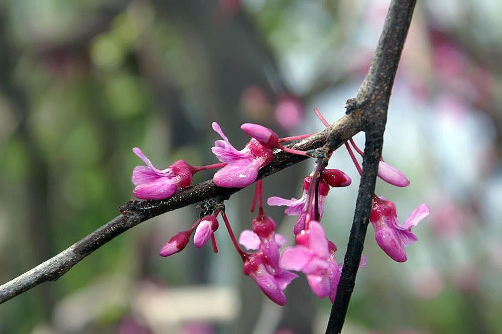 Magenta-white flowers with buds, maroon sepal and pedicel, and brown branches.