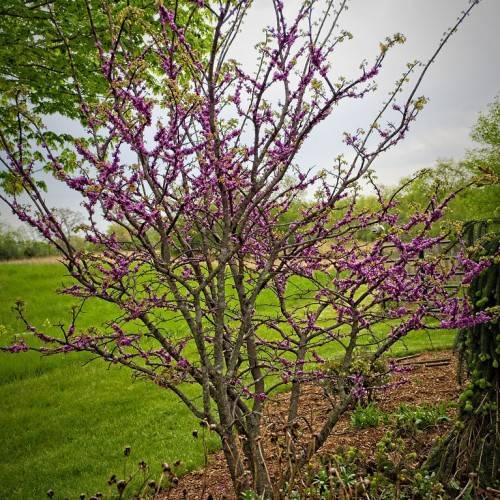 Pink-purple flowers and yellow leaves on brown twigs and branches 
