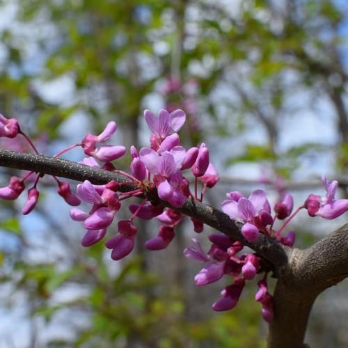 Magenta flowers with buds, maroon sepal and pedicel, green leaves and brown branches.