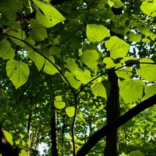 Light-green leaves with green veins on dark-brown twigs and branches