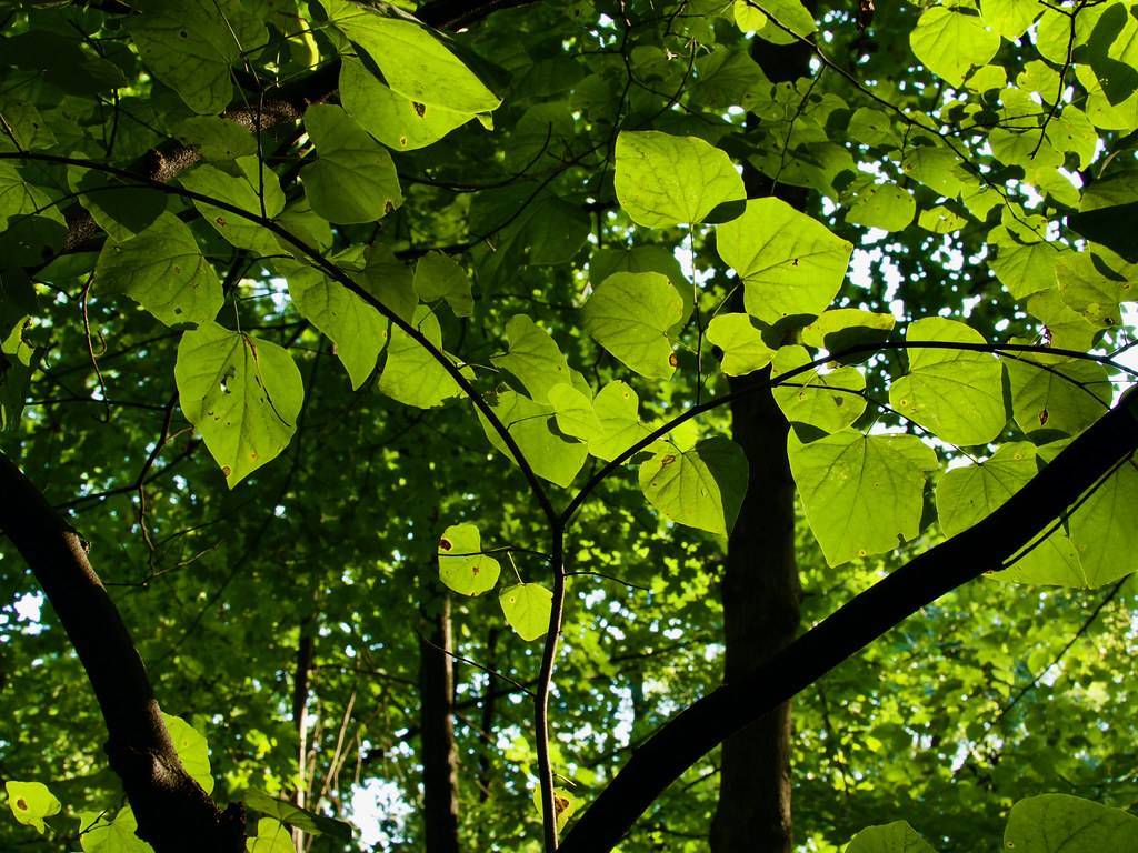 Light-green leaves with green veins on dark-brown twigs and branches
