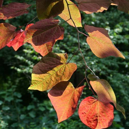 red-green leaves on dark-brown branches