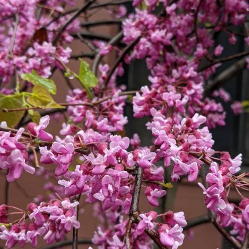 Pink flowers on pink petioles with yellow-green leaves on dark-brown branches