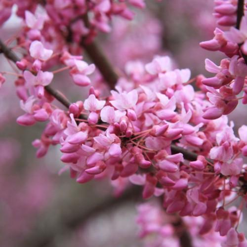 Pink flowers with buds, maroon sepal and pedicel and brown branches.