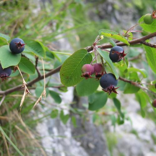 purple-red fruits with green leaves on brown branches