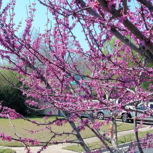Pink-purple flowers on brown-gray twigs and branches, and gray trunks