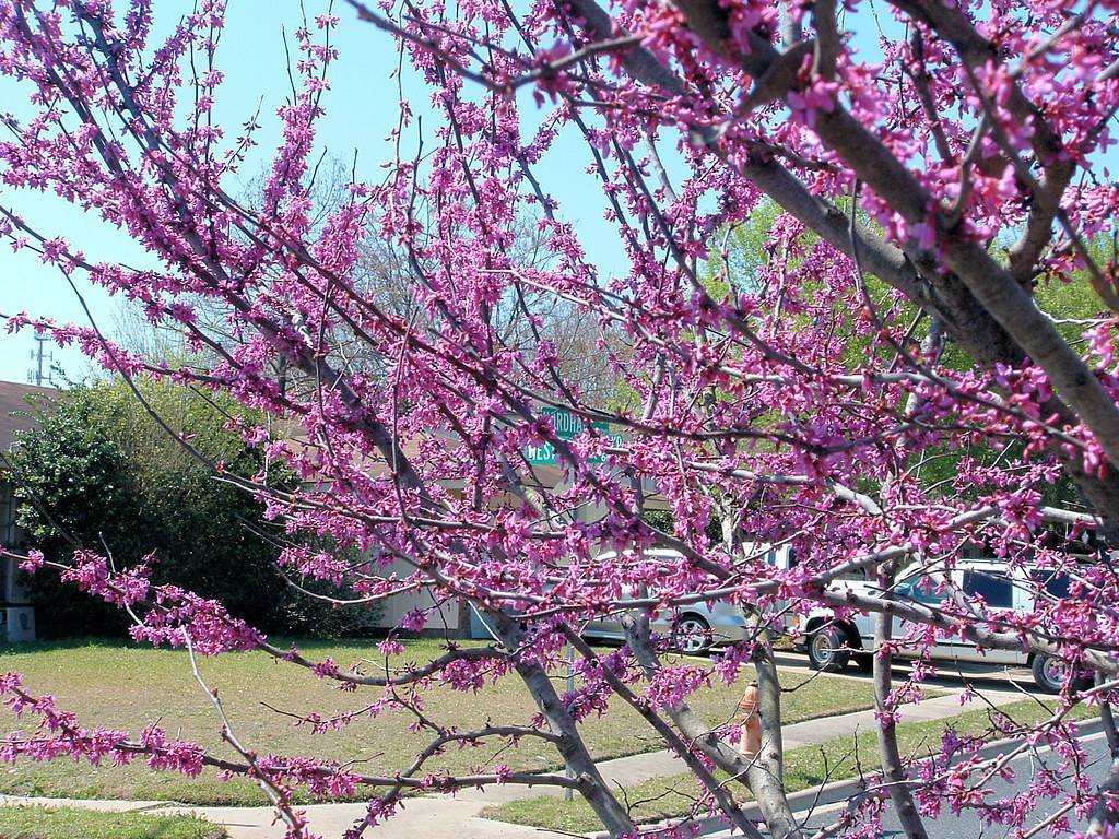 Pink-purple flowers on brown-gray twigs and branches, and gray trunks