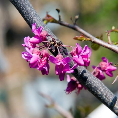 Magenta flowers with buds, pink sepal and pedicel and gray-beige branches.