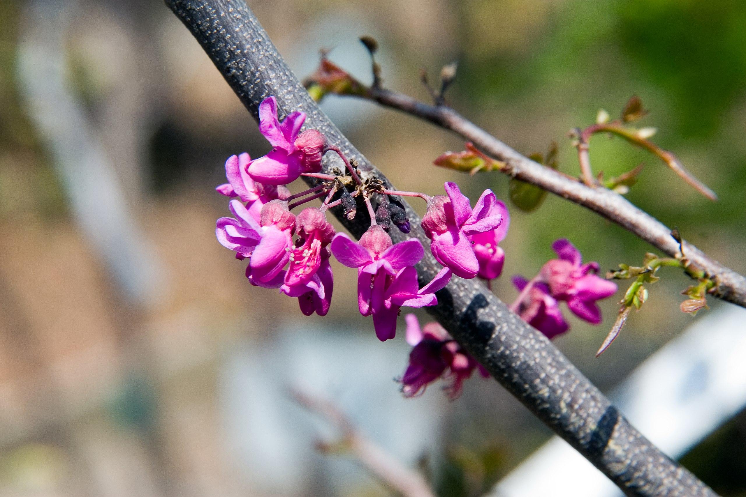 Magenta flowers with buds, pink sepal and pedicel and gray-beige branches.