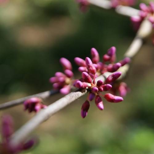 Pink-purple buds with orange-pink petioles on gray-brown branches