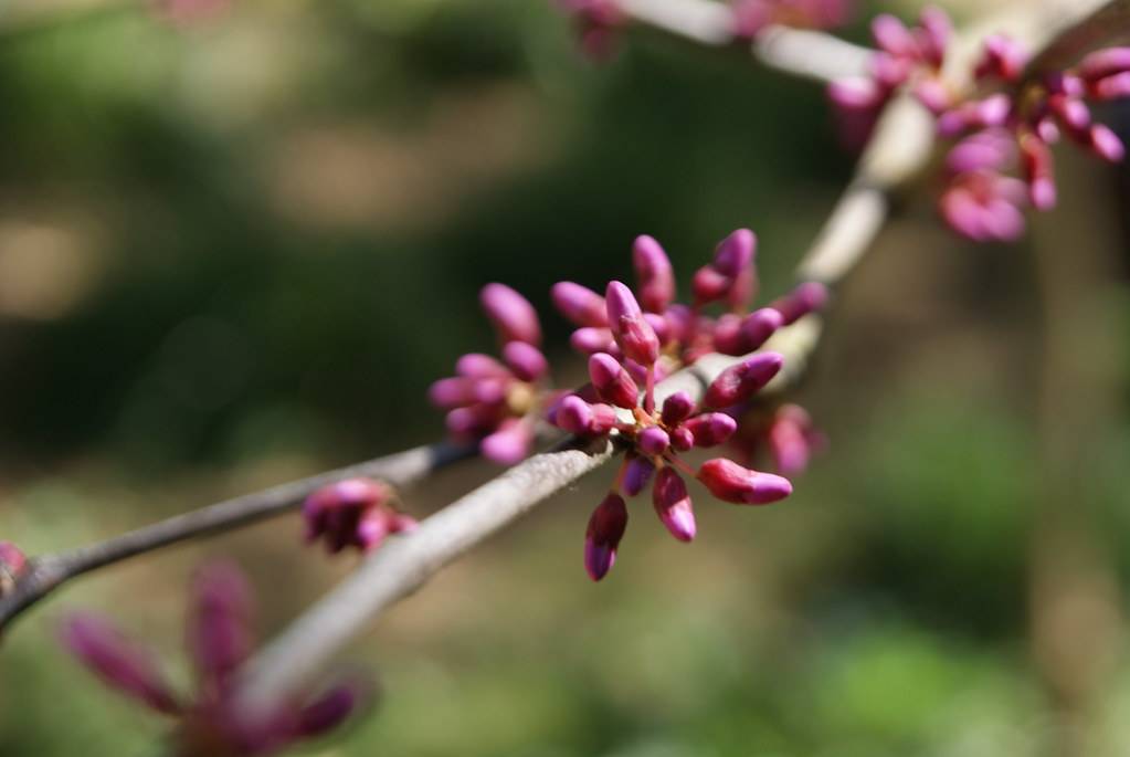 Pink-purple buds with orange-pink petioles on gray-brown branches

