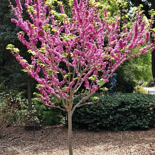 Pink-purple flowers with yellow-green leaves on light-brown branches and a light-brown trunk