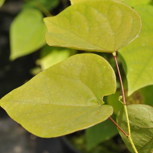 Yellow-green leaves with yellow-green veins and midribs on red-brown petioles and lime-green stems