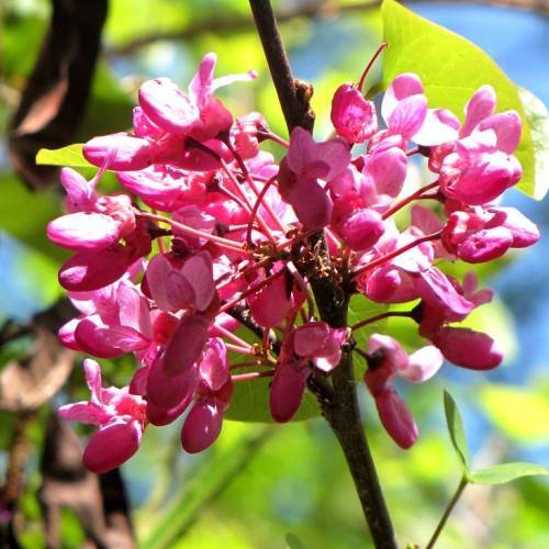 pink flowers on pink petioles with lime-green leaves on a dark-brown branch