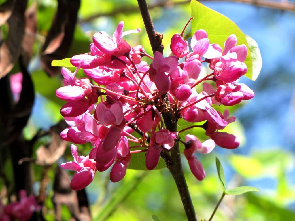 pink flowers on pink petioles with lime-green leaves on a dark-brown branch