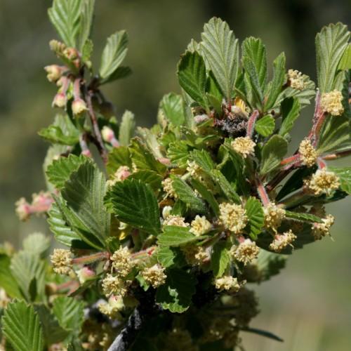 Yellow-beige flowers with buds, maroon pedicel and petiole, white hair, green leaves, yellow midrib, veins and blades.