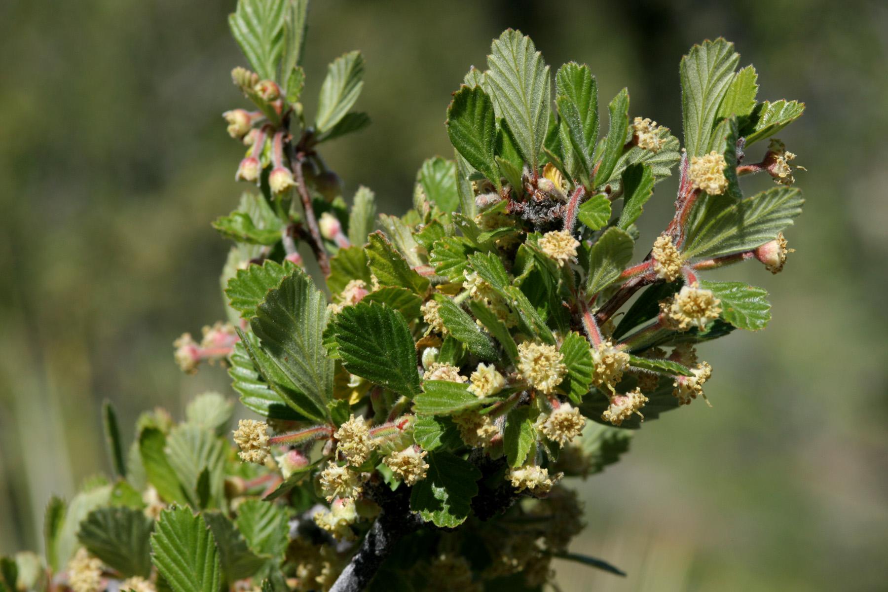 Yellow-beige flowers with buds, maroon pedicel and petiole, white hair, green leaves, yellow midrib, veins and blades.